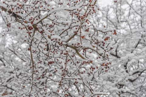 Brown wild apple tree branches covered with white fluffy snow are in winter d Stock Photos