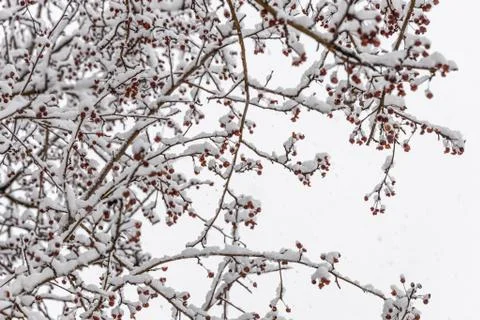 Brown wild apple tree branches covered with white fluffy snow are in winter d Stock Photos