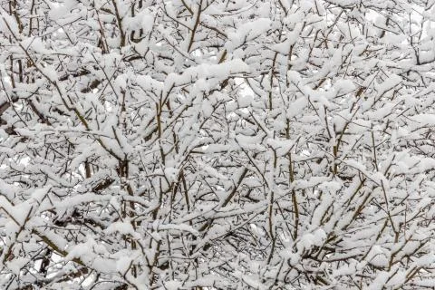 Brown wild apple tree branches covered with white fluffy snow are in winter d Foto stock