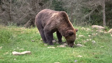 Brown wild bear walking in forest Stock Footage 158233857