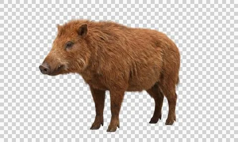Brown wild boar standing profile view isolated on transparent background Fotos Stock