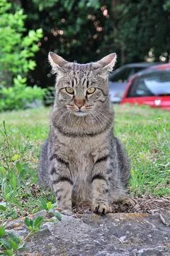 Brown wild cat Stock Photos