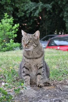 Brown wild cat Stock Photos