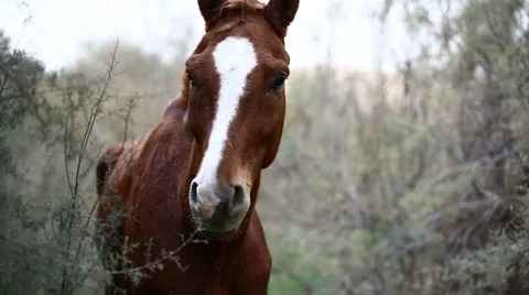 Brown wild horse 스톡 동영상 59531277