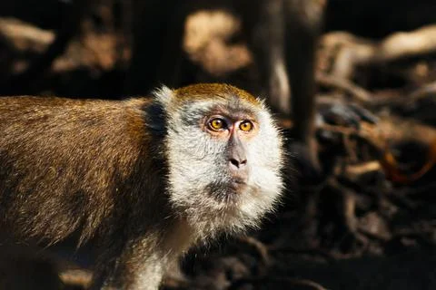 Brown Wild Macaque Monkey Walking In The Tropical Swamp Stock Photos