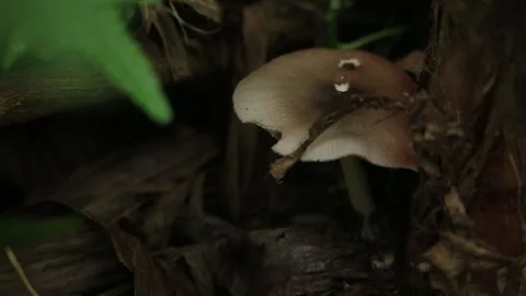 Brown Wild Mushroom Growing on Tree Trunk Stock Footage 342175245