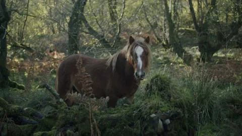 Brown Wild Pony Stock Footage 203902504