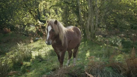 Brown wild pony Stock Footage 203902595