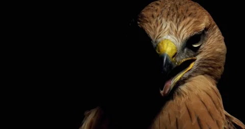 Brown wild predatory bird with big eyes, on black background, 4k Stock Footage 135647897