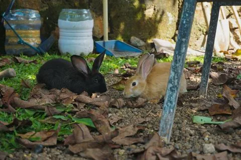A brown wild rabbit explores a grassy backyard surrounded by dry leaves, pl.. Stock-Fotos