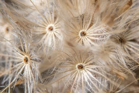 Brown wildflower background Stock Photos
