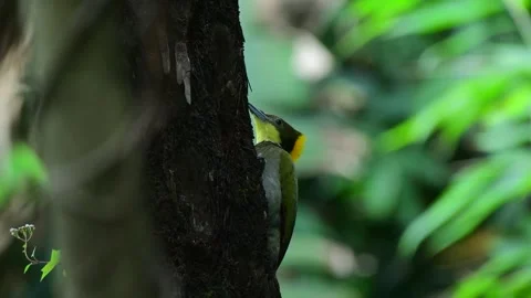 Brown Winged Crow Bathing in Forest Stream Stock Footage 304192793