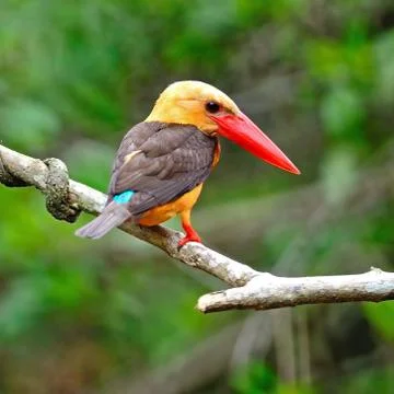 Brown-winged kingfisher Stock Photos