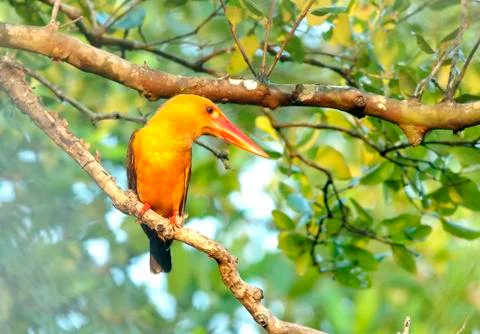 Brown-winged  kingfisher Stock Photos
