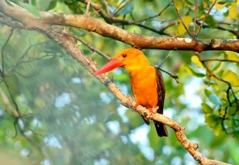 Brown-winged  kingfisher Stock Photos