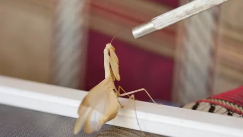 Brown winged mantis in fighting stance on sofa, attacking iron rod Stock Footage 280474782