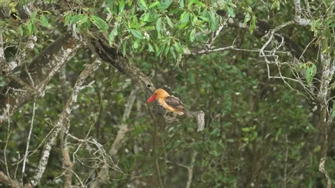 Brown winged woodpecker perched elegantly in Sundarbans national park Stock Footage 288699464