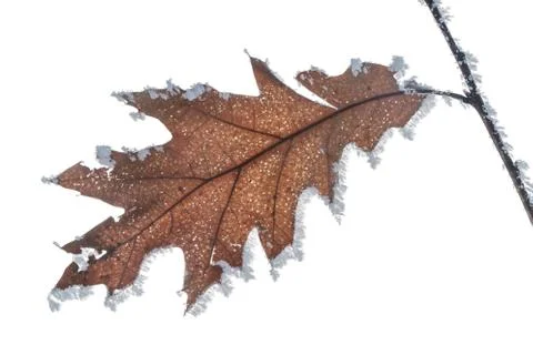 Brown winter leaf oak (quercus rubra) isolated on white  backgroun Stock Photos