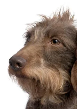 Brown Wire-haired dachshund (3 yeras old) in front of a white background Stock Photos