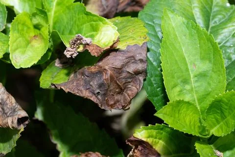Brown withered leaf surrounded by green healthy leaves Stock Photos