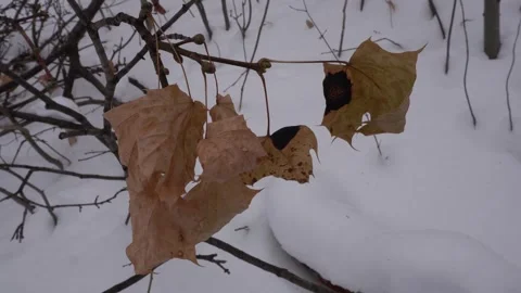 Brown withered maple leaves hang from a bare branch against a background of Vidéo 334330473