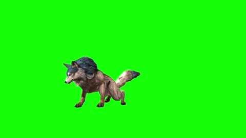 Brown Wolf attack green screen  animation  3D rendering Stock Footage 297005120