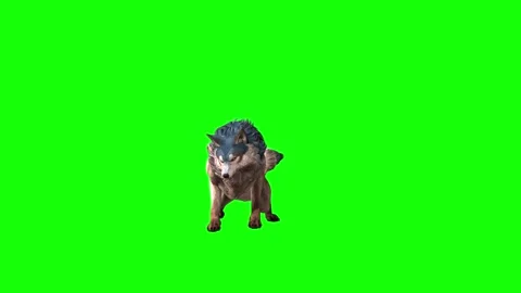 Brown Wolf attack  green screen  animation 3D rendering Stock Footage 297005122