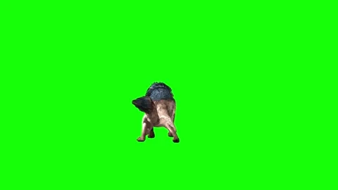 Brown Wolf attack  green screen animation  3D rendering Stock Footage 297005133