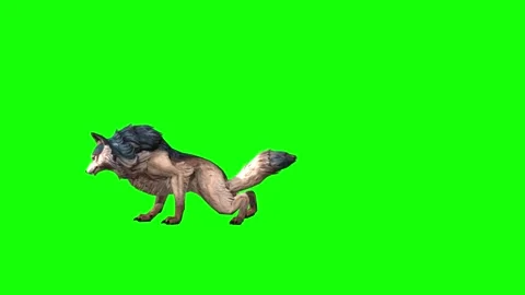 Brown Wolf attack  green screen  animation  3D rendering Stock Footage 297005136