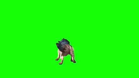 Brown Wolf bit throw  green screen animation  3D rendering Video stock 297005146
