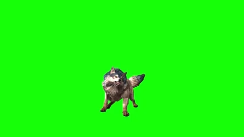 Brown Wolf bite throw  green screen  animation  3D rendering Stock Footage 297005123