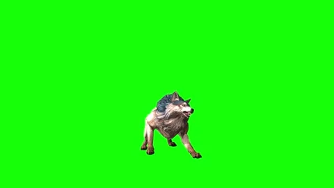 Brown Wolf bite throw  green screen  animation  3D rendering Stock Footage 297005144