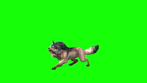 Brown Wolf bite throw   green screen  animation 3D rendering Stock Footage 297005162