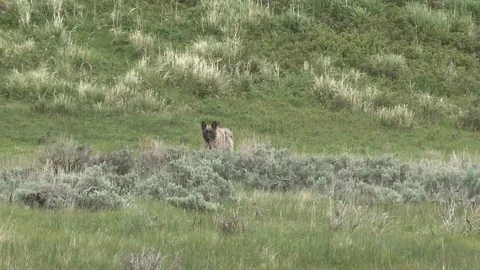Brown Wolf with Black Snout Moving Through Brush in Yellowstone National Park Stock Footage 93655947