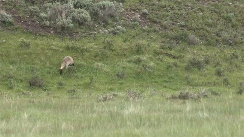 Brown Wolf with Black Snout Moving Through Brush in Yellowstone National Park Stock Footage 93817635