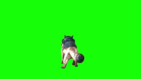 Brown Wolf death green screen animation  3D rendering Stock Footage 297005335