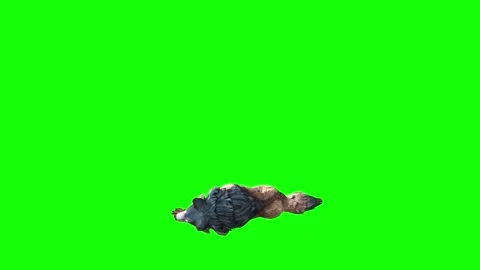 Brown Wolf down in  green screen animation  3D rendering Stock Footage 297005304