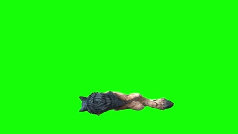 Brown Wolf down in  green screen  animation  3D rendering Stock Footage 297005318
