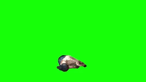Brown Wolf down in green screen animation  3D rendering Stockbeeldmateriaal 297005323