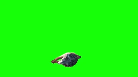 Brown Wolf down loop  green screen  animation  3D rendering Video stock 297006124