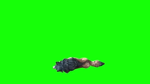 Brown Wolf down loop  green screen animation  3D rendering Stock Footage 297006133