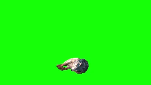 Brown Wolf down loop  green screen animation 3D rendering Stock Footage 297006164