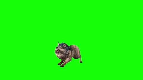 Brown Wolf down out  green screen animation  3D rendering Stock Footage 297006155