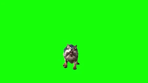 Brown Wolf down out  green screen animation 3D rendering Stock Footage 297006156