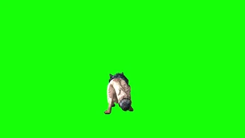 Brown Wolf down out  green screen animation  3D rendering Stock Footage 297006203