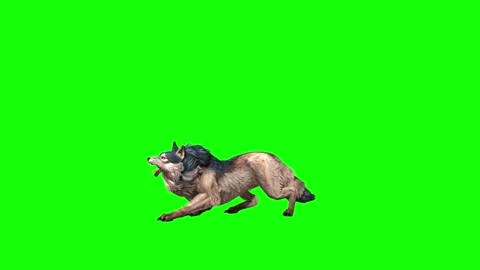 Brown Wolf down out  green screen animation 3D rendering Stock Footage 297006216