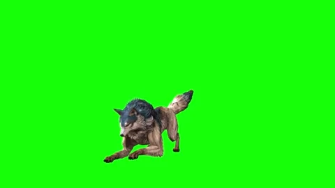 Brown Wolf firing  green screen animation 3D rendering Stock Footage 297006222