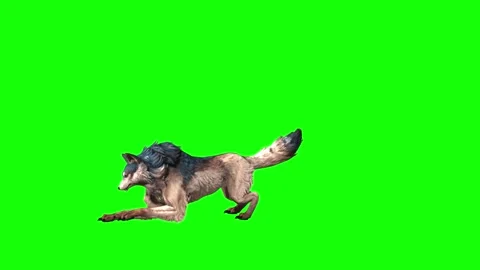 Brown Wolf firing  green screen  animation  3D rendering Stock Footage 297006243