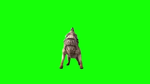 Brown Wolf howl  green screen animation  3D rendering Video stock 297006250