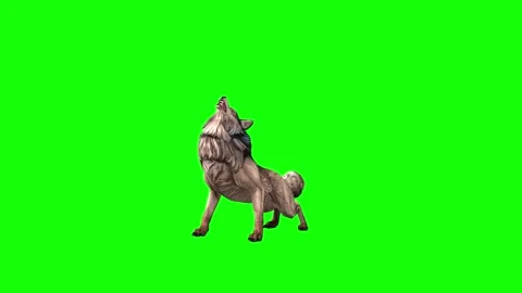 Brown Wolf howl  green screen  animation  3D rendering Stock Footage 297006253